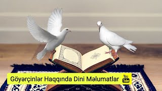 Göyərçinlər haqqında Dini Məlumatlar. (Mütləq izləyin)