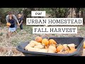 Our Fall Harvest | BACKYARD HOMESTEADING VLOG | Bumblebee Apothecary