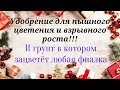 Шуточное видео. Два секретных препарата и в вашем грунте зацветёт любая фиалка.