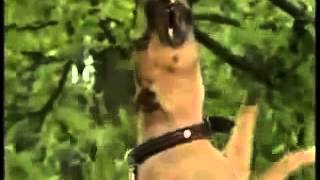 Собаки-убийцы!!! Собаки-убийцы!!!