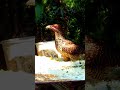 Female Koel On The Table May 25 2025 Short Female Koel On The Table May 25 2025 Short