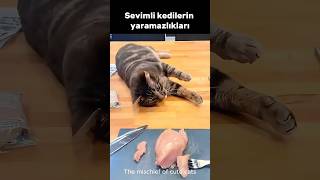 Sevimli kedilerin gülümseten anları. Seveceğinizden eminim. #kedi #animals #komik #ilginç #komedi
