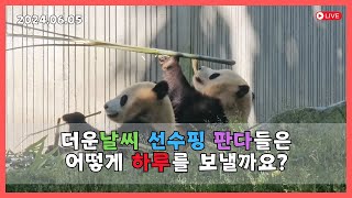 (판다멍)선수핑에 여름 날씨가 시작됐습니다.  판다들은 모두 더위에 약합니다.  (Pandas Don't Like Hot Weather)