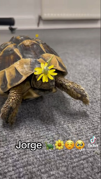 Jorge, our expert in product testing 🐢 #marketing #tortoise #animals