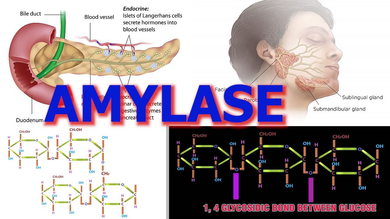 AMYLASE - YouTube