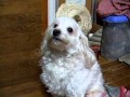 「犬のお\まわりさん」を犬のボブ君が歌う