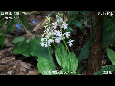 328 日本の野生ラン 6 2訂版 Youtube