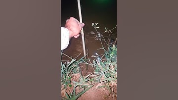 cấm câu cá lóc đêm #shorts #short #tieututieutu97