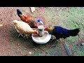 How To Make Automatic Chicken Feeder at Home Using Water Bottle | Craft Village