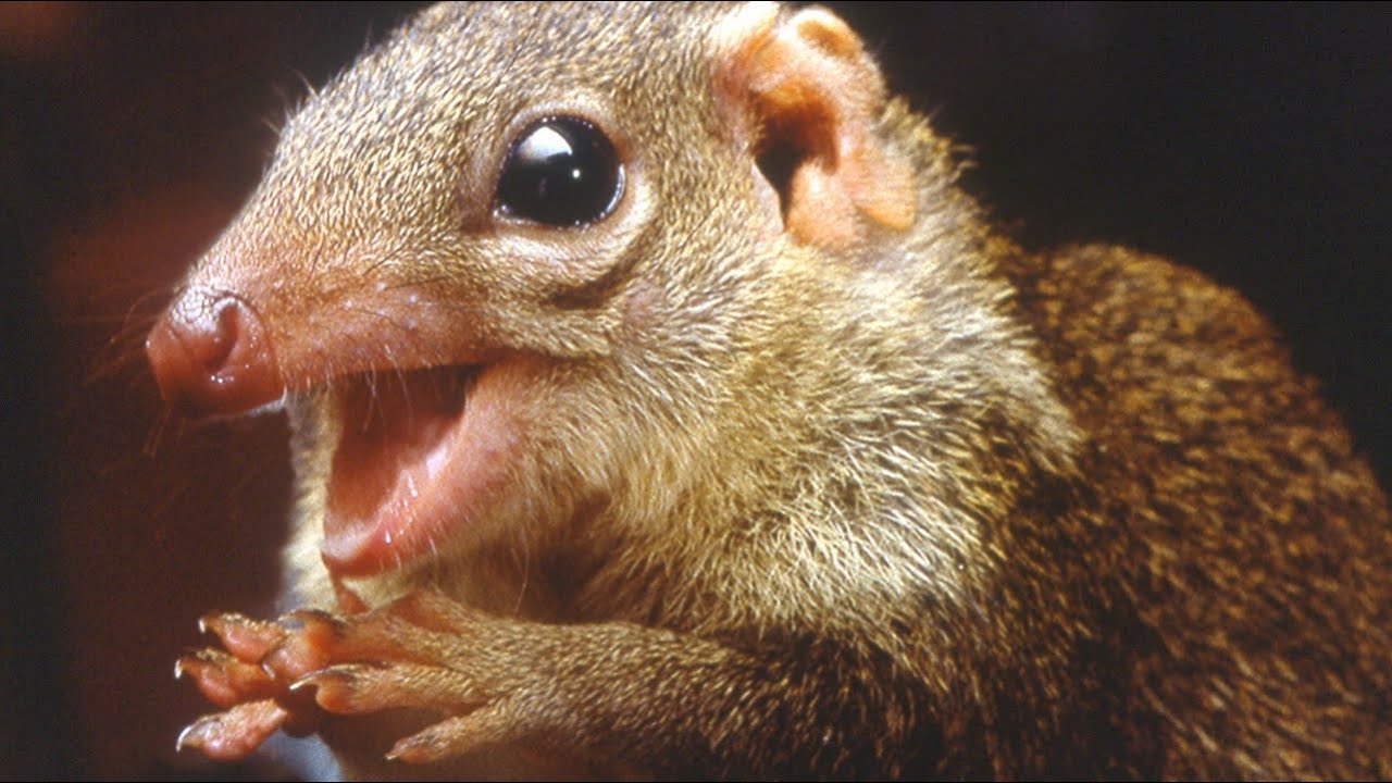 the-tree-shrews-unique-adaptations-social-behavior-and-conservation