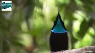 Suara raja kumkum. Burung surga