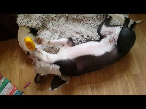 Max - hot dog 😆