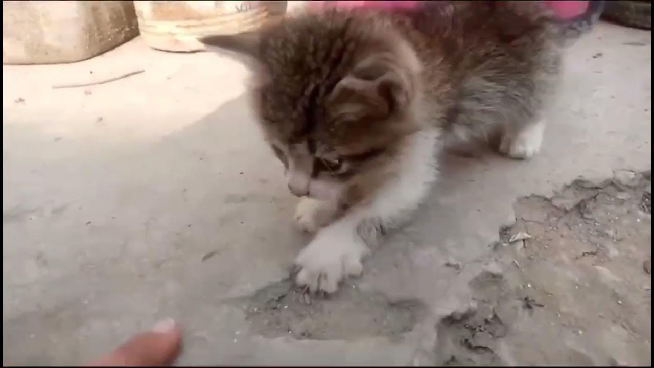 new baby cat is playing with my hand YouTube