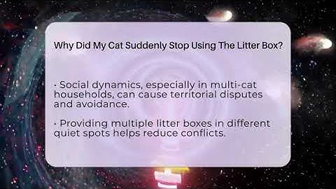 Why Did My Cat Suddenly Stop Using The Litter Box? - Happy Cat Handbook