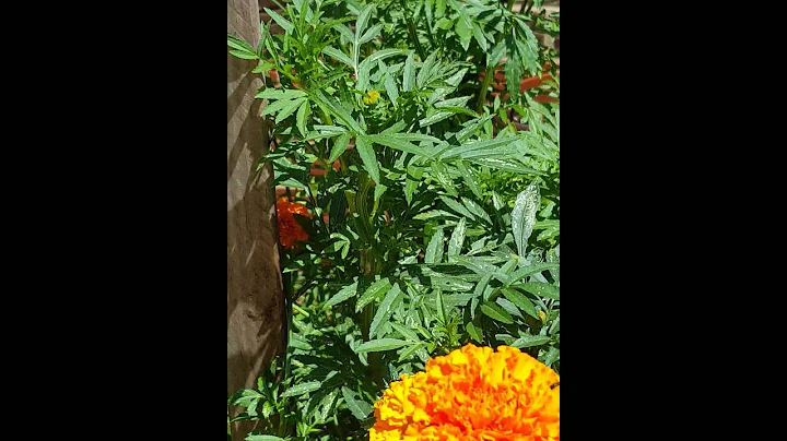 My lovely garden.