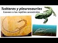 Tuátaras y pleurosaurios: descubre a los reptiles ancestrales