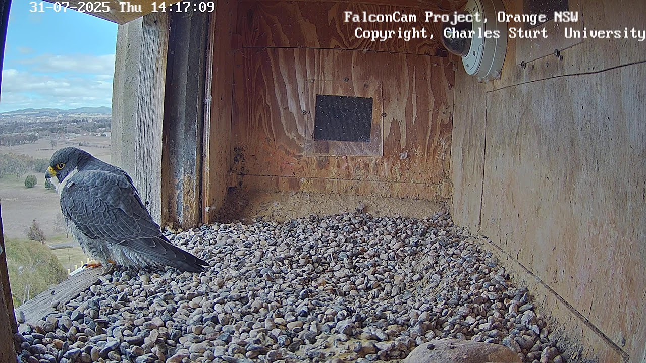 Box Camera - FalconCam Project LIVE