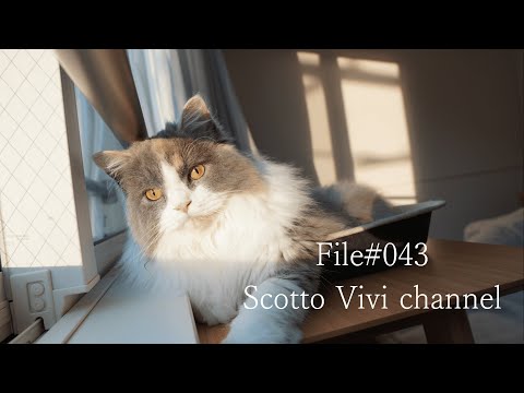 File#043~長毛スコティッシュフォールドの日常~