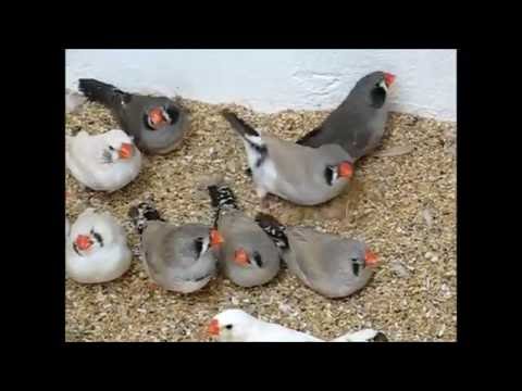 Zebra Finches Youngs Of 2016 Season Breeder Oskar Kelemen Youtube