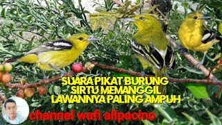 suara pikat burung sirtu cipoh YANG PALING DI CARI ORANG di Indonesia