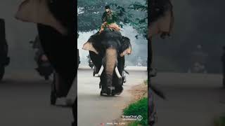 Amazing Kerala elephant Mr achu sub please Share chat mr achu instagram mr achu