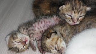 Possessive Mother Cat Feels Guilty Leaving Her 7 Kittens And Comes Running Back! 🐱❤️