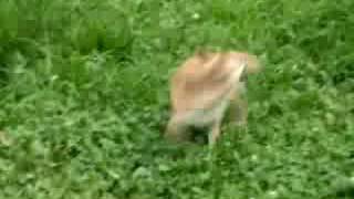 My Sister S Dog Hank