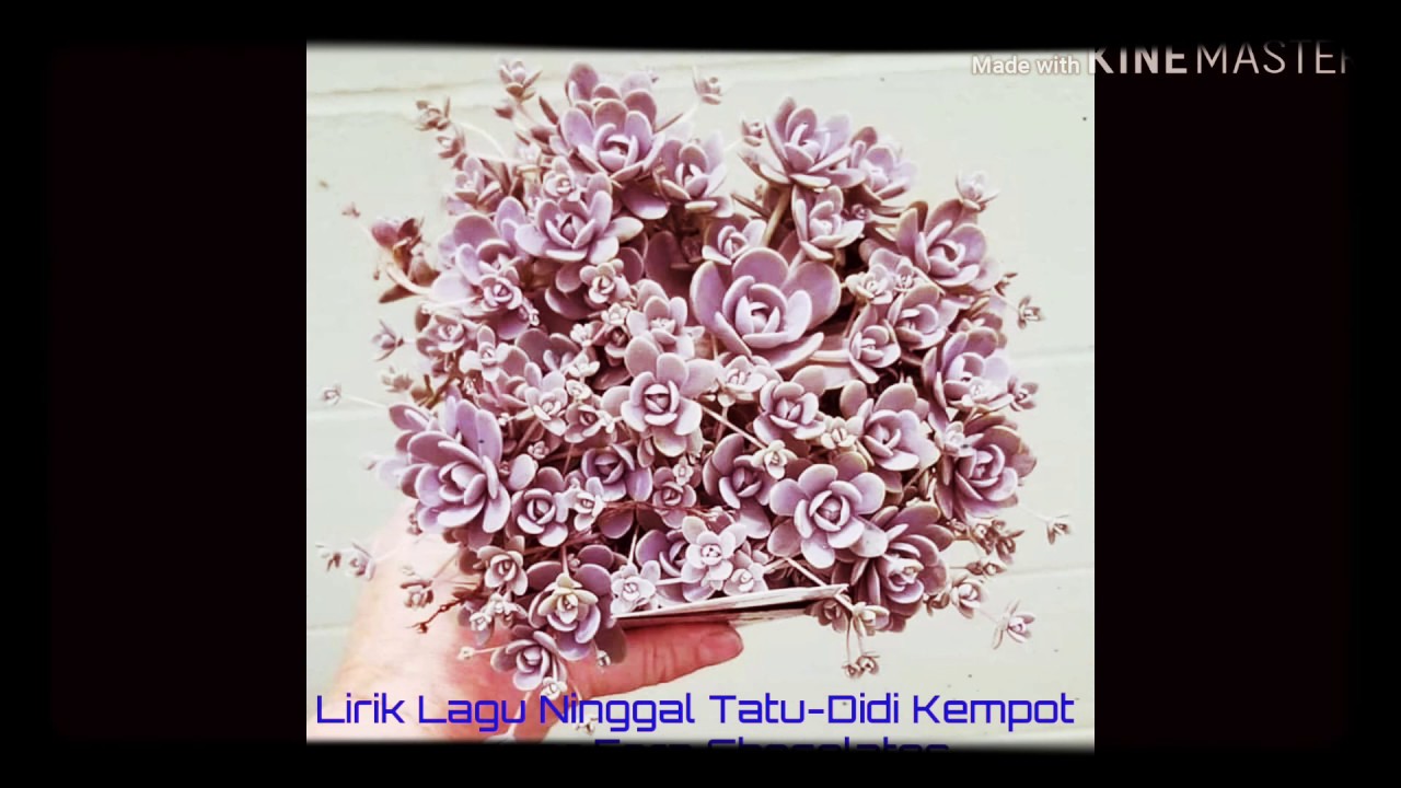 Lirik Lagu Ninggal Tatu-Didi Kempot cover Fera Chocolatos ...