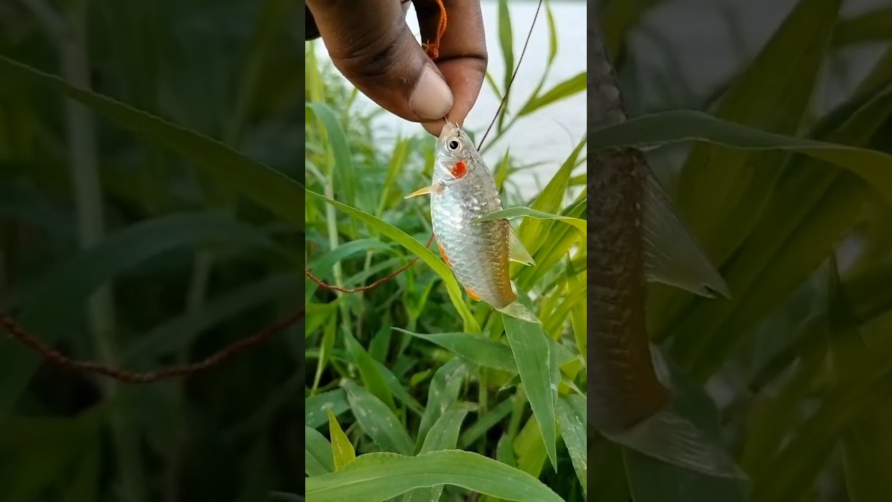 আজকে বিস্কুট আর ছিপ নিয়ে এসে মাছ ধরল #shorts #shortvideo #minivlog #short