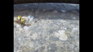 La vida y muerte de los insectos