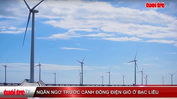 Ngẩn ngơ trước cánh đồng cánh đồng điện gió Bạc Liêu | Truyền Hình - Báo Tuổi Trẻ