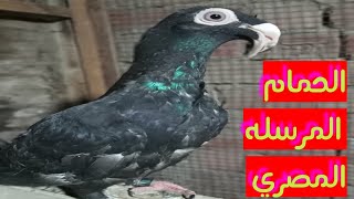 الحمام المرسله المصري وتقليبه وفرخه