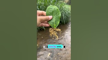 Grow a Lemon Tree from Just One Leaf! 🌿 #LemonTree #GardeningTips"