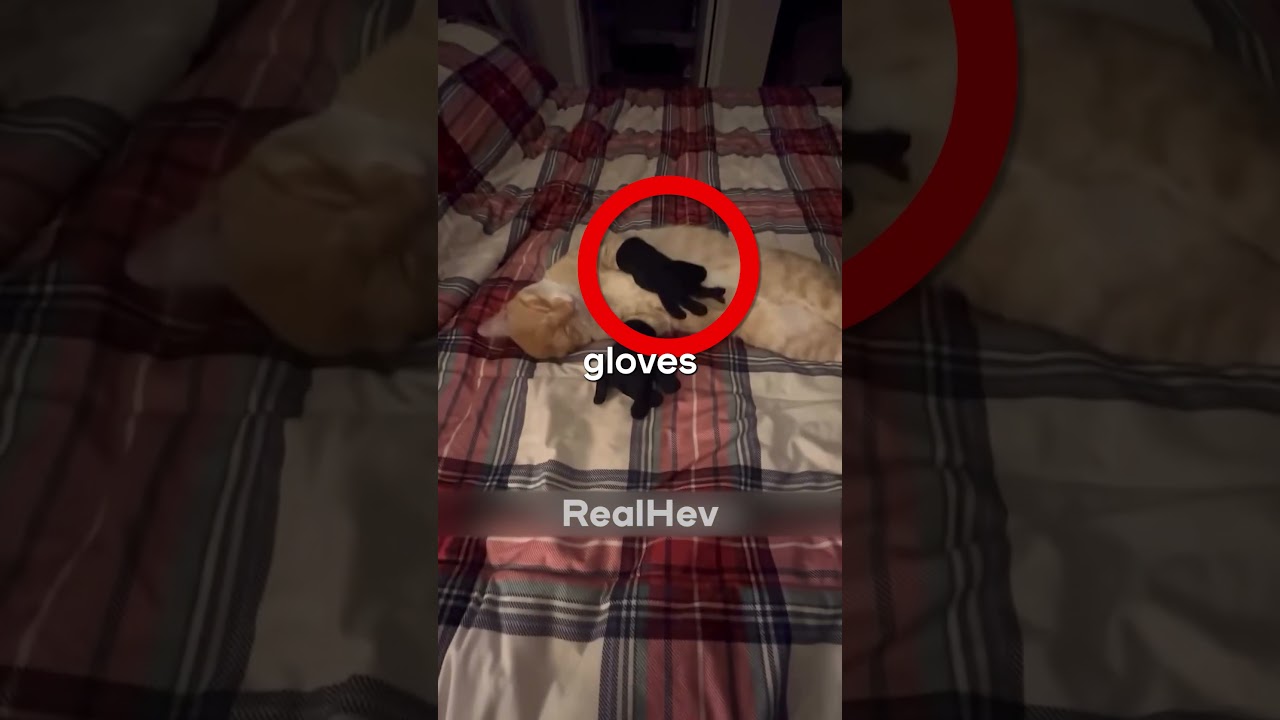 Hilarious Cat with Gloves