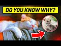 These Are The 5 Reasons Why Your Cat Sleeps with You