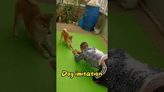 dog imitation  Shiba Inu learns a new skill #shorts
