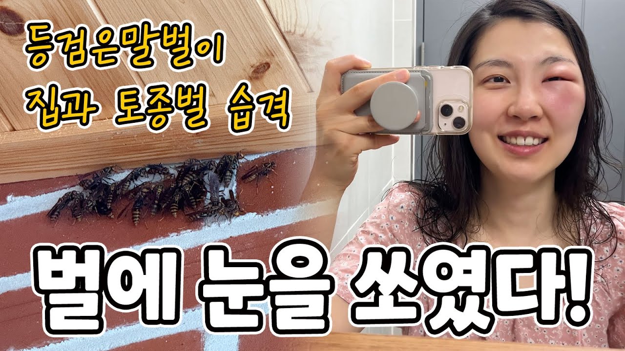 [🐝토종벌일기] 현관에 등검은말벌! 막걸리+다래청 트랩 설치, 다음날 결과 공개