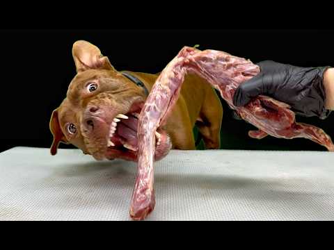 クセになるASMR!!ピットブルが豪快に骨を噛み砕く咀嚼音がやばすぎる