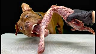 クセになるASMR!!ピットブルが豪快に骨を噛み砕く咀嚼音がやばすぎる