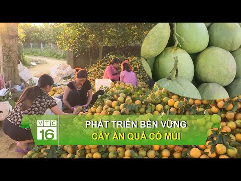 Video: Cây Quýt Cần Loại ánh Sáng Nào