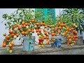 Method of growing tomatoes in plastic containers growing tomatoes with many fruits using bananas