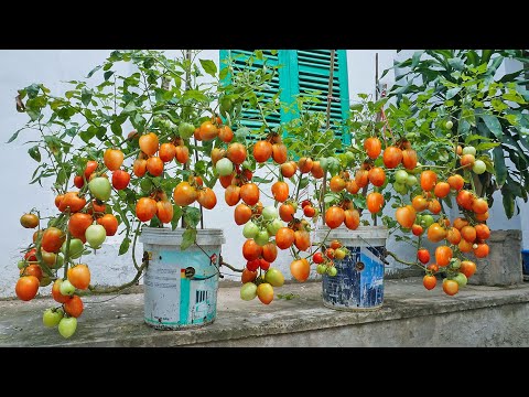 Method Of Growing Tomatoes In Plastic Containers, Growing Tomatoes With Many Fruits Using Bananas