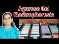 Agarose gel electrophoresisshorts