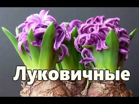 Цветущие Луковичные Комнатные Растения Фото