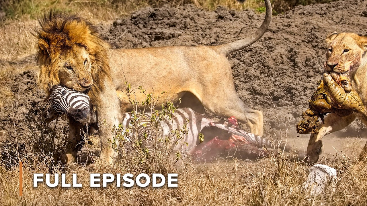 Nature’s Deadly Duel: Predators vs Prey | Attack and Defend: Full ...