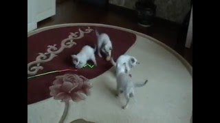 Тайские котята продажа Тайские котята продажа