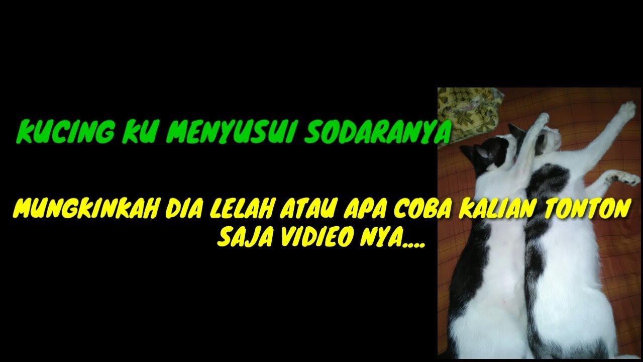 KUCING KU MENYUSUI SAUDARA NYA, PADAHAL SAUDARANYA LAKI-LAKI - YouTube