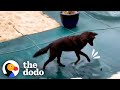 Coyote Spotted Playing With Neighborhood Dogs Meets Another Coyote | The Dodo