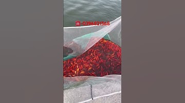 Cá chép đỏ tam dương ông công ông táo ngày 23 vụ mùa 2024.☎️☎️-0396821568 tại Hải Phòng #cáchépvàng