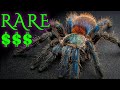 Top 10 Most Expensive and RARE Tarantulas - Fancy Spiders